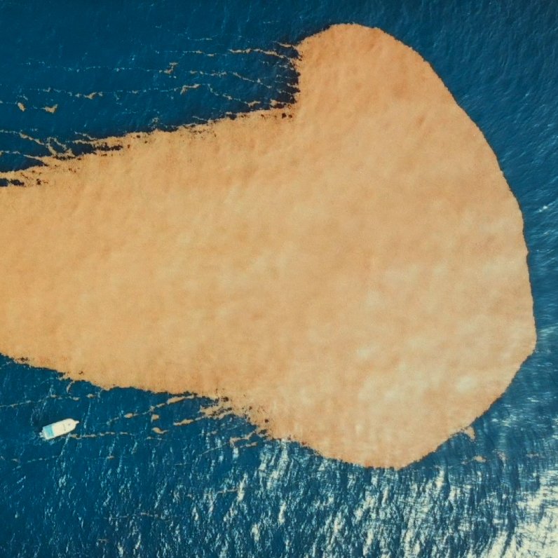 Sargassum spot Sargassum spot