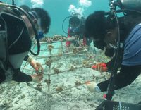 Taucher bringen einen Korallenrahmen auf einem verwüsteten Riff in Position
