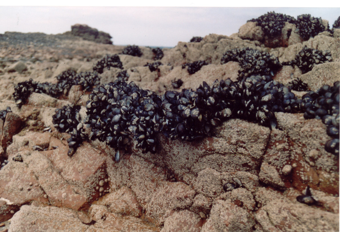 Blue mussels Blue mussels