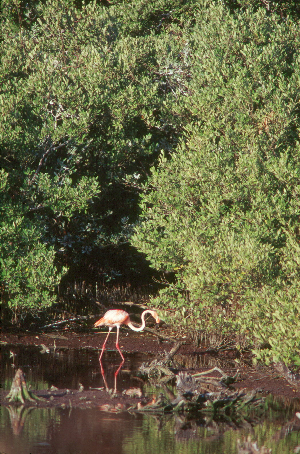 Flamingo (Phoenicopterus ruber ruber) Flamingo (Phoenicopterus ruber ruber)