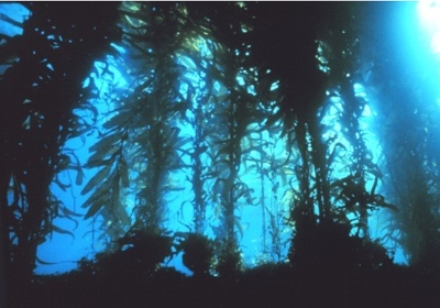 Brown algae Brown algae