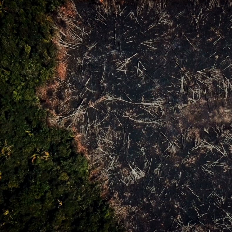 Deforestation of the rainforest Deforestation of the rainforest