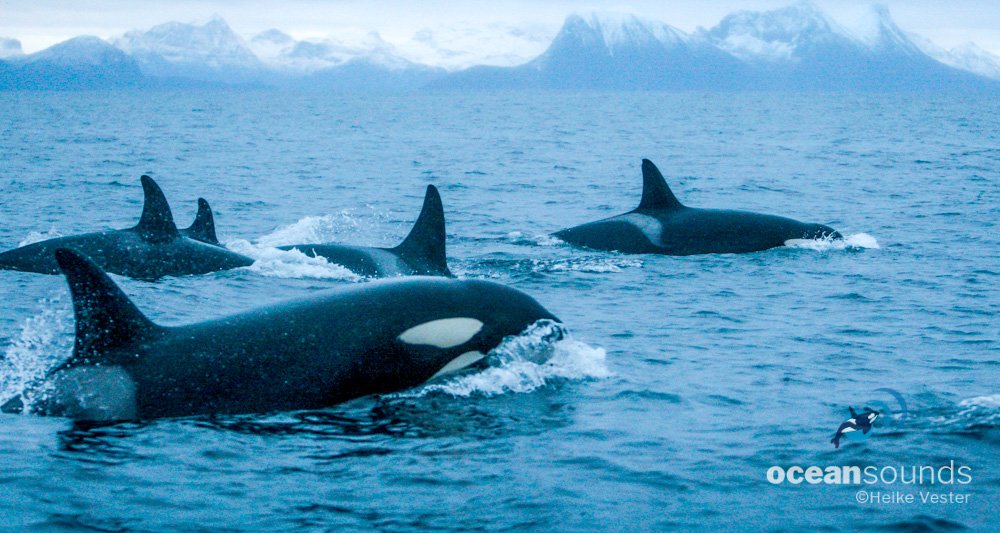 Ocean Sound Norway Ocean Sound Norway