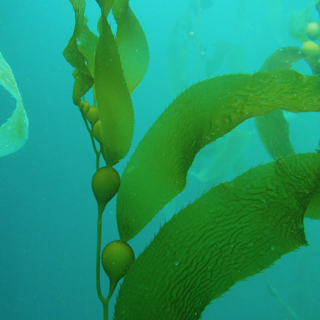 Kelp Kelp